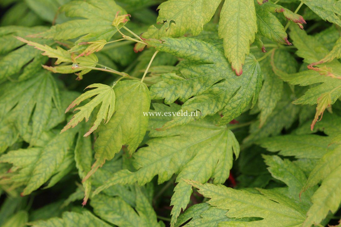 Acer palmatum 'Mimaye' (33076)