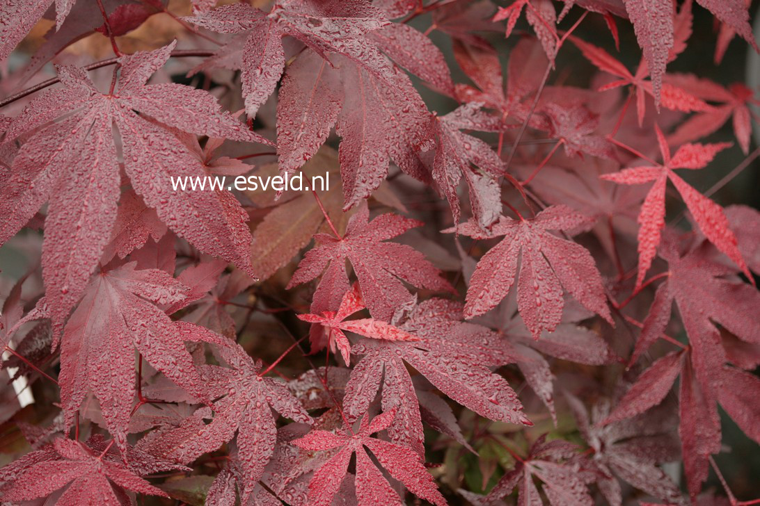 Acer palmatum 'Moonshadow' (38179)
