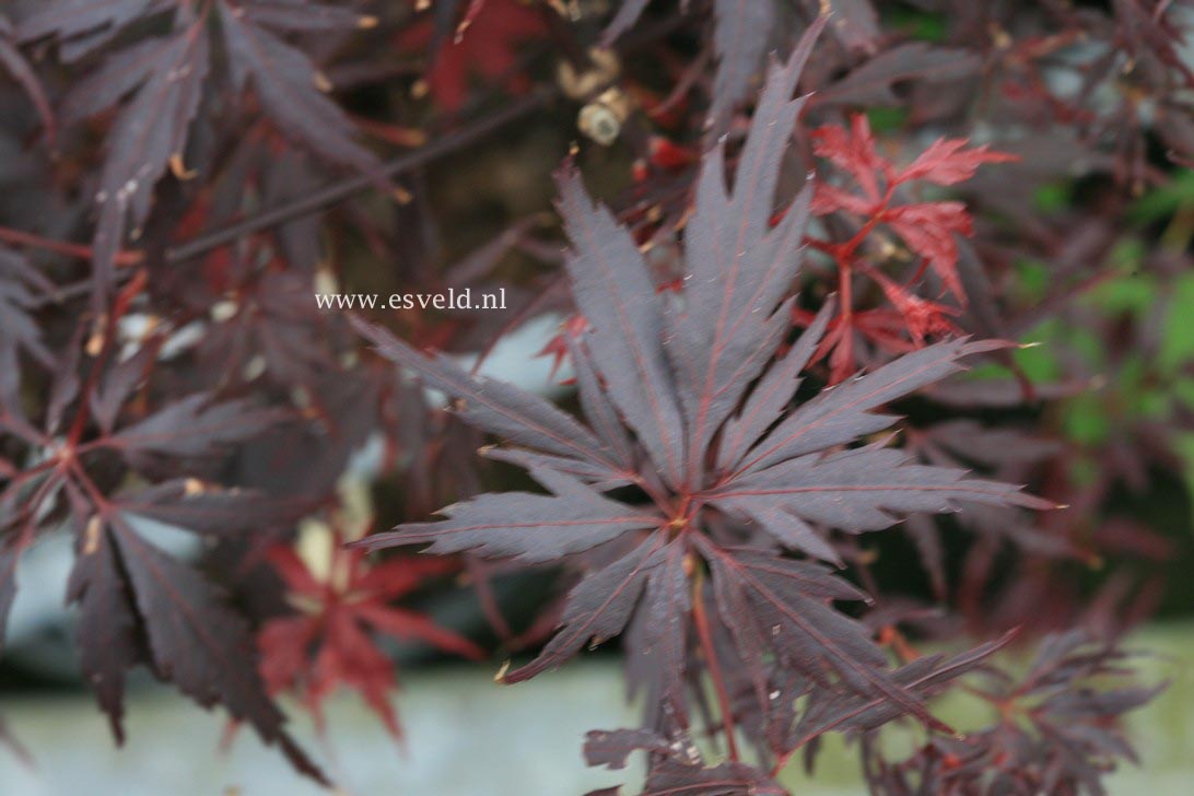 Acer palmatum 'Peve Stanley' (33496)