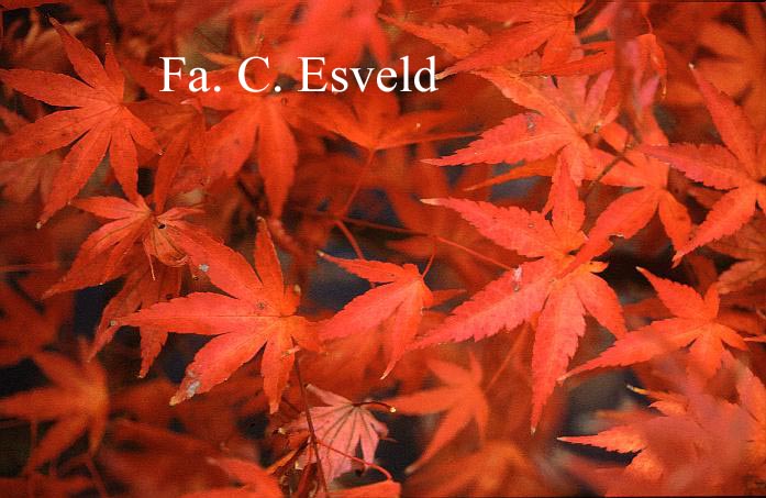 Acer palmatum 'Pine Bark' (16910)