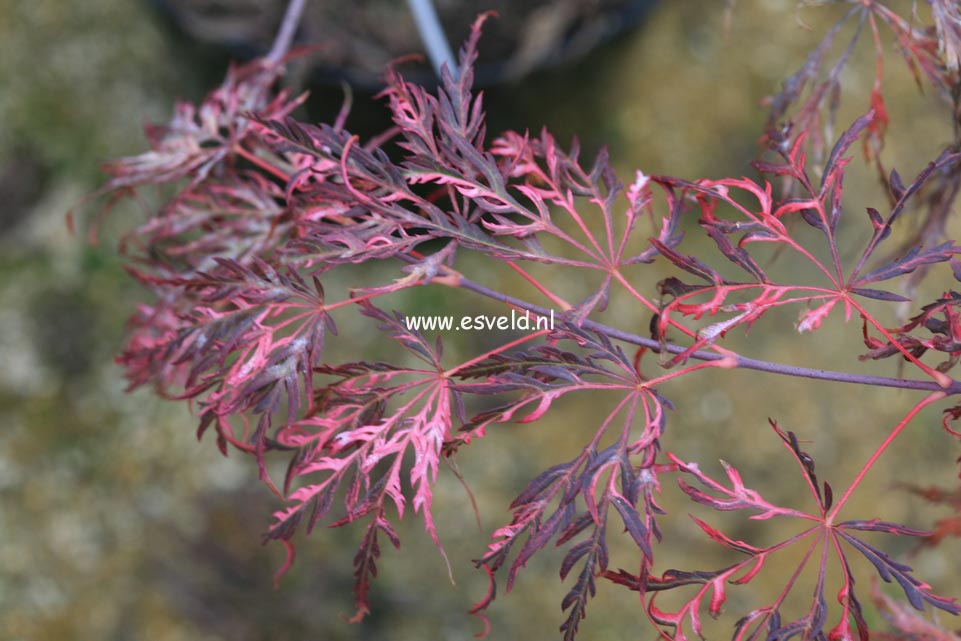 Acer palmatum 'Pink Ballerina' (24563)