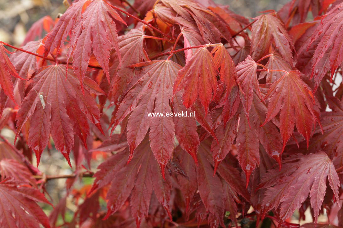 Acer palmatum 'Red Blush' (76234)