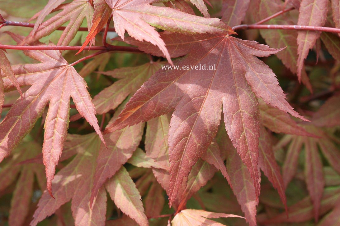 Acer palmatum 'Red Crusader' (33104)