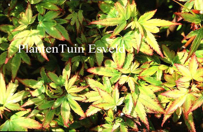 Acer palmatum 'Renjaku-maru' (14301)