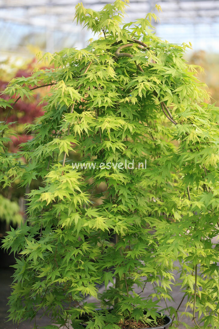 Acer palmatum 'Ryu-sei' (25189)