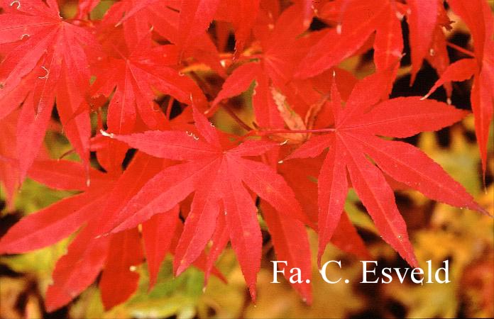 Acer palmatum 'Sharon' (19215)