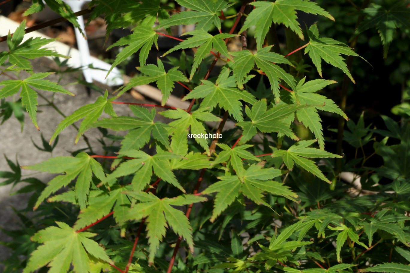 Acer palmatum 'Suzina-maru' (61250)