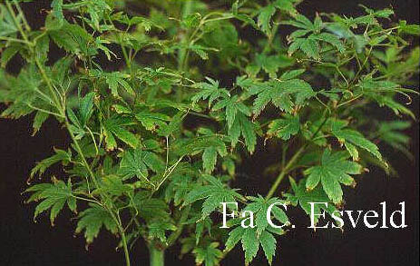 Acer palmatum 'Tiny Leaf'