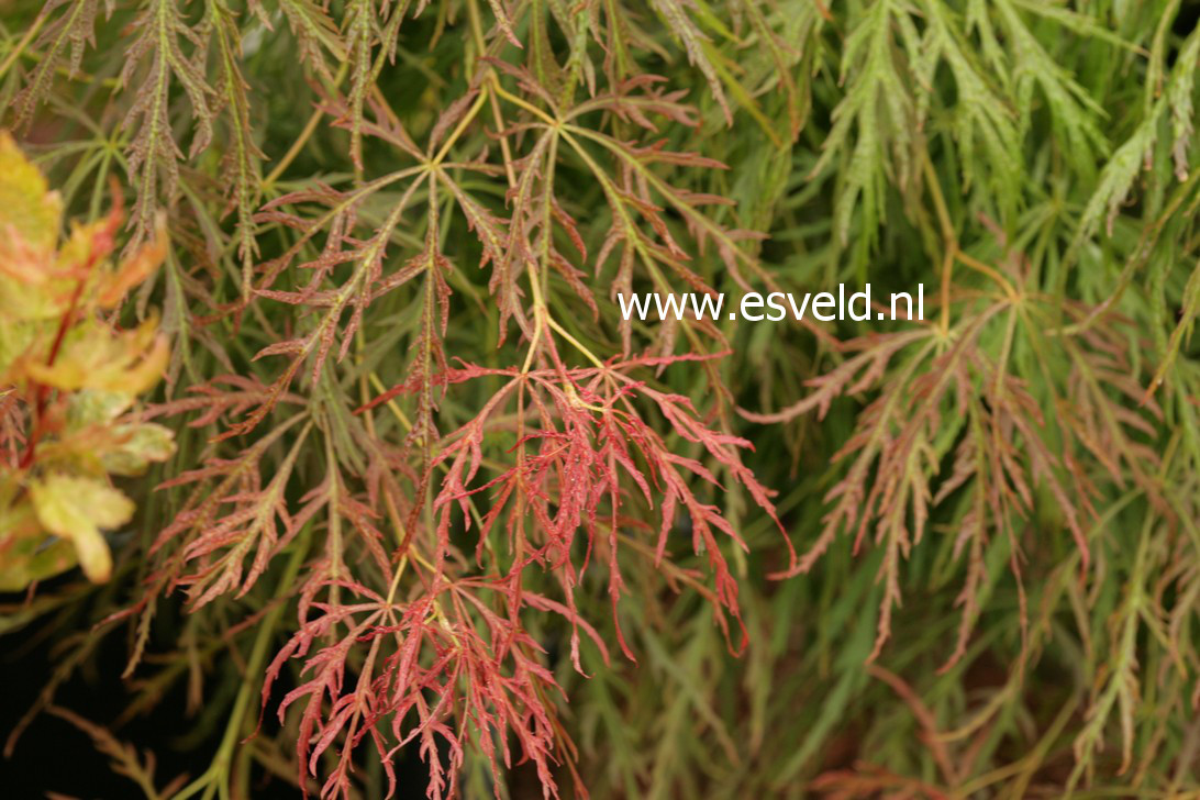 Acer palmatum 'Toyama' (38157)