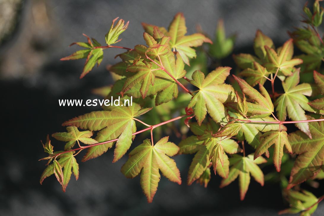 Acer palmatum 'Uta-fuku' (25034)