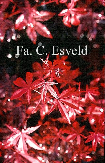 Acer palmatum 'Vens Red' (13057)