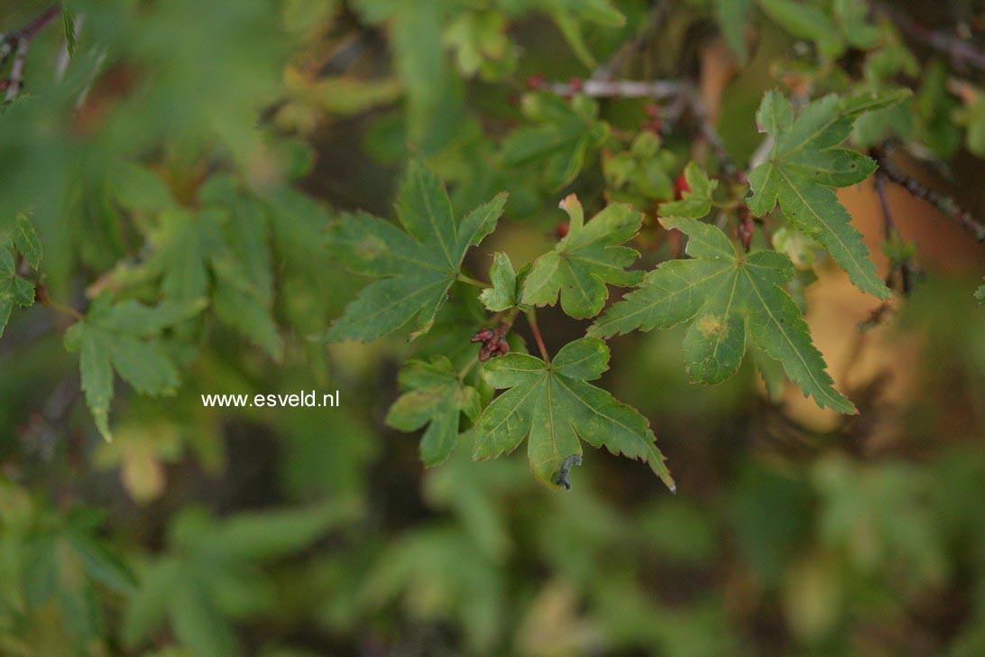 Acer palmatum 'Vic's Broom' (48913)