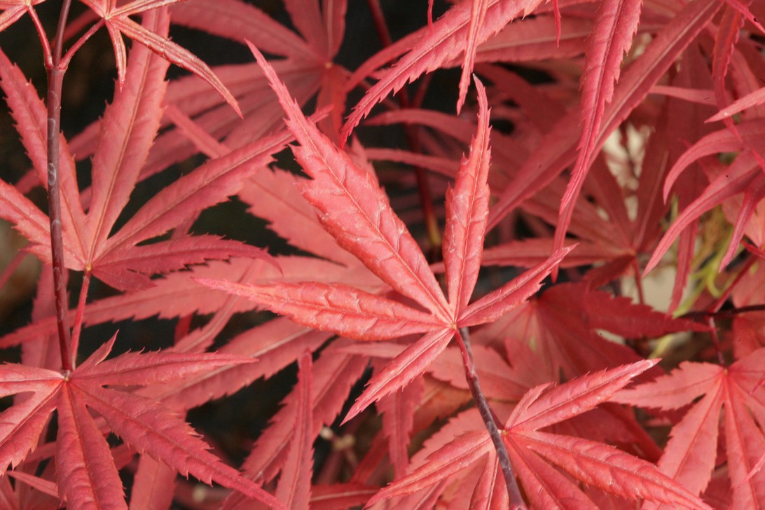 Acer palmatum 'Wood's Linearilobum Selection' (70590)