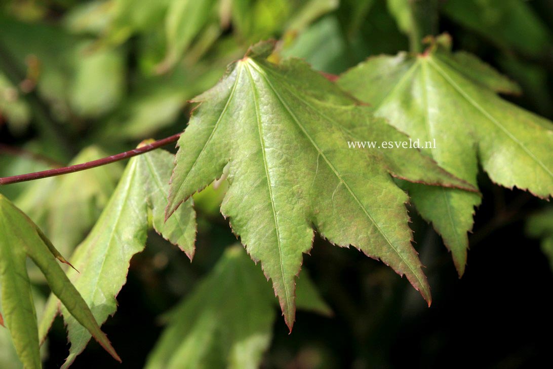 Acer palmatum 'Yamato zuta' (33078)