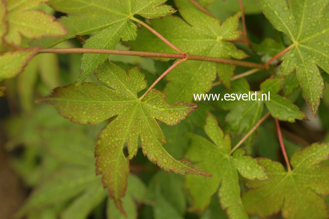 Acer palmatum 'Yellow Bark Seedling' (38136)
