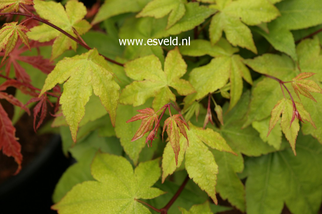 Acer palmatum 'Yellow Bird' (38186)