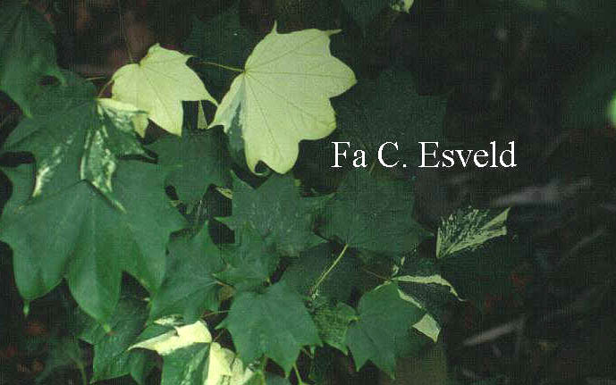 Acer pictum 'Tokiwa-nishiki' (3101)