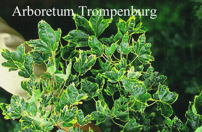 Acer platanoides 'Dilaceratum' (51800)