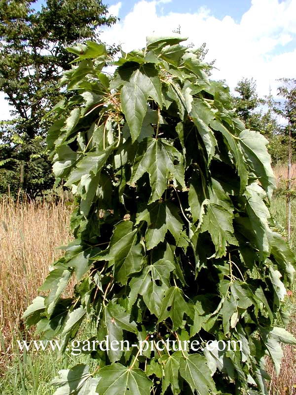 Acer rubrum 'Green Pillar' (59107)