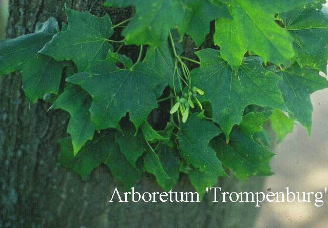 Acer saccharum var. schneckii (51014)