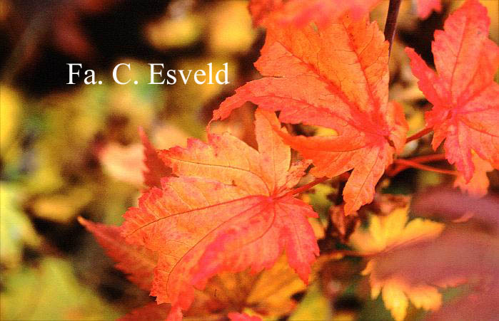 Acer shirasawanum 'Kikakure' (14863)
