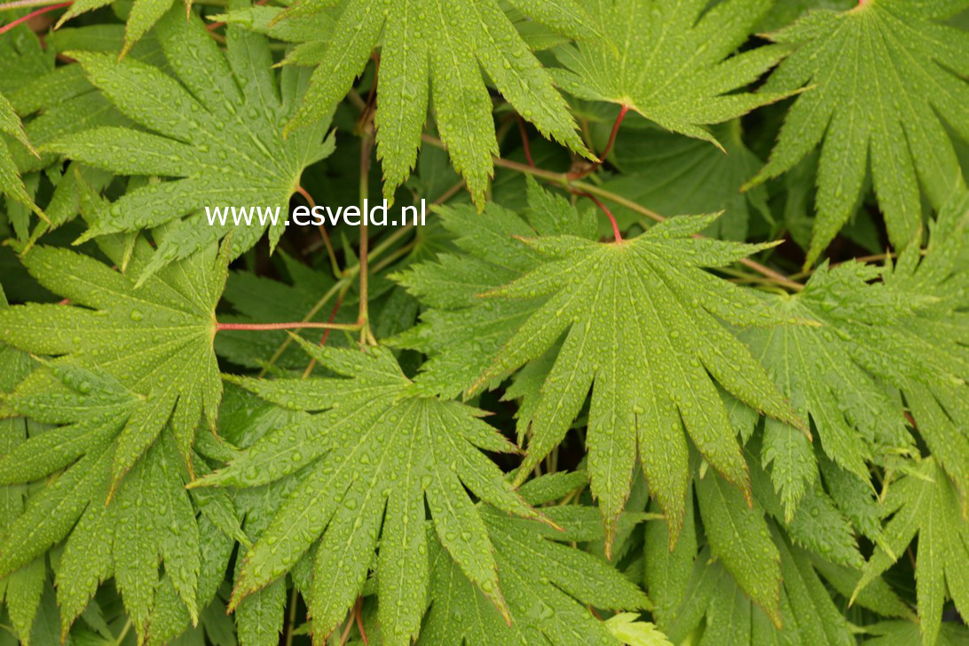 Acer shirasawanum 'Smokie Rise Church' (38146)