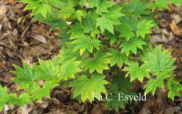 Acer shirasawanum 'Suzanne' (3118)