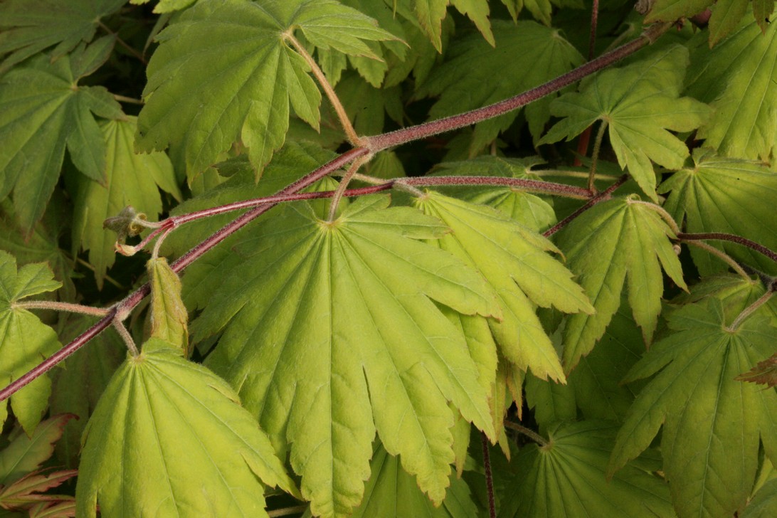 Acer sieboldianum 'Seki-no-kegon' (70595)