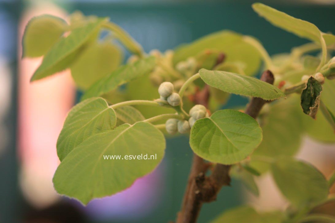 Actinidia deliciosa 'Renact' (SOLISSIMO)