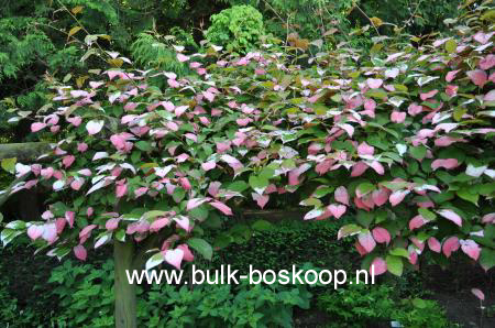 Actinidia kolomikta 'Tomoko'