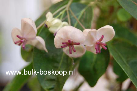 Akebia quinata 'Cream Flowered'