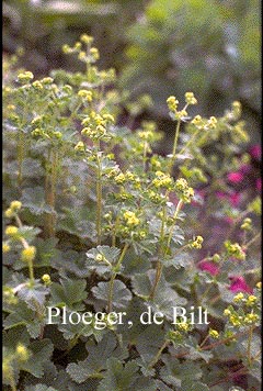 Alchemilla splendens Alchemilla splendens