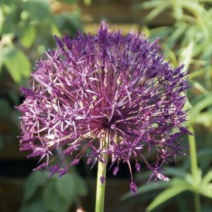 Allium 'Purple Rain' (84929)