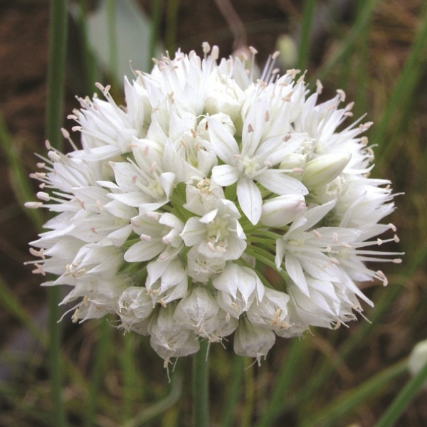 Allium amplectens 'Graceful Beauty' (82842)