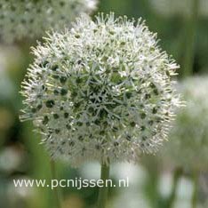 Allium hirtifolium var. album