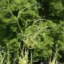 Allium scorodoprasum 'Bizar' (84915)