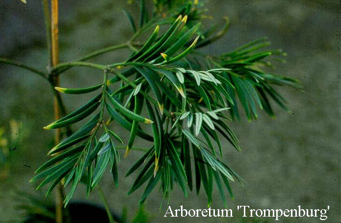Amentotaxus argotaenia Amentotaxus argotaenia
