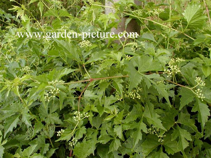 Ampelopsis orientalis Ampelopsis orientalis