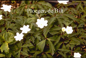 Anemone nemorosa 'Bracteata Pleniflora' Anemone nemorosa 'Bracteata Pleniflora'