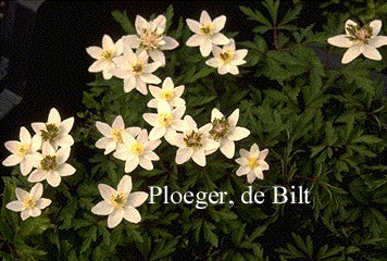 Anemone nemorosa 'Green Fingers' Anemone nemorosa 'Green Fingers'