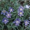 Anemone nemorosa 'Royal Blue' (84867)