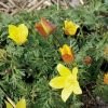 Anemone petiolulosa (84866)