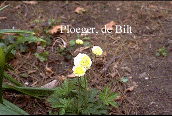 Anemone sylvestris 'Elise Feldman'