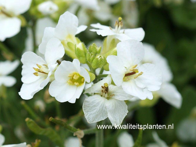 Arabis caucasica 'Snowcap' (70491)
