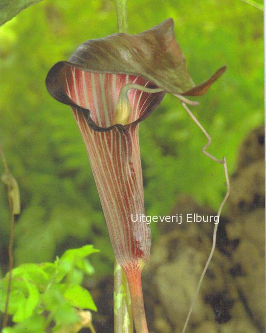 Arisaema speciosum