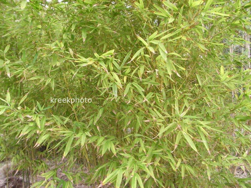 Arundo donax 'Aureovariegata' (94595)