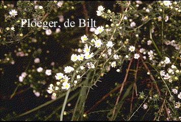 Aster vimineus