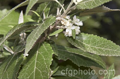 Asterotrichion discolor