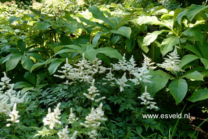 Astilbe 'Washington'