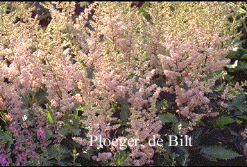 Astilbe chinensis 'Finale'